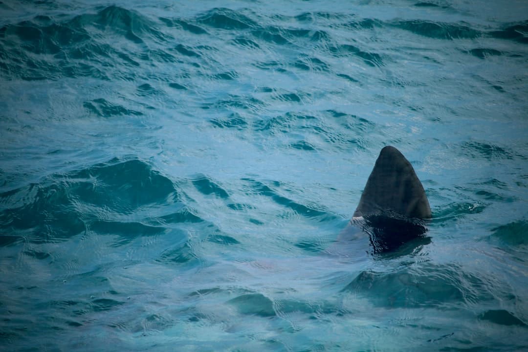 Shark fin cuts through the ocean's surface.