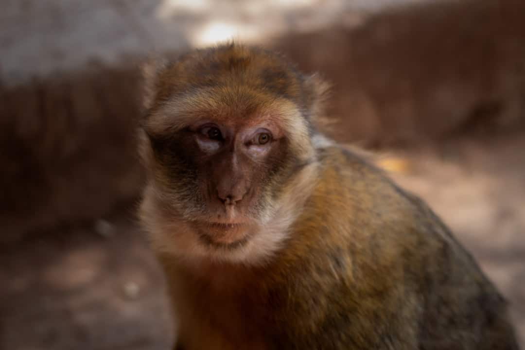 Here is a possible caption: a monkey stares directly at the camera.